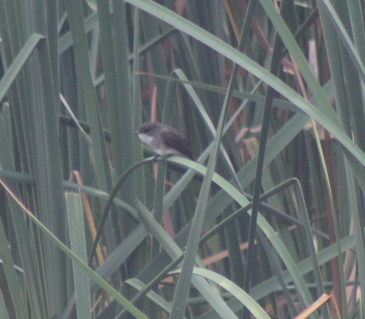 Swamp Flycatcher - Andrew Mbenjile