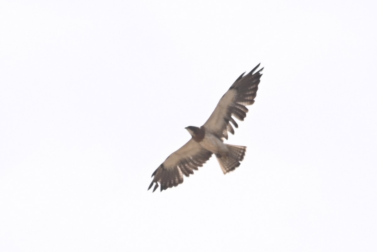 Swainson's Hawk - ML619332331