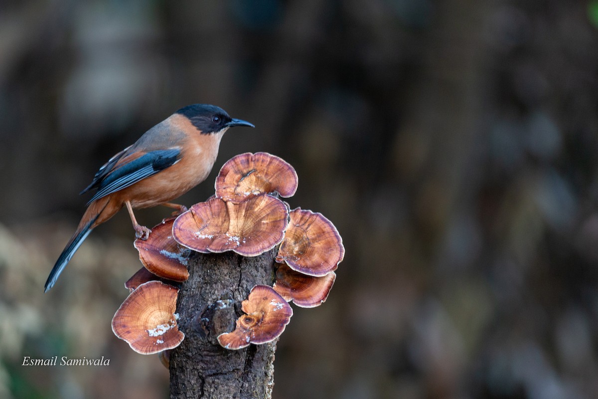 Rufous Sibia - Esmail Samiwala