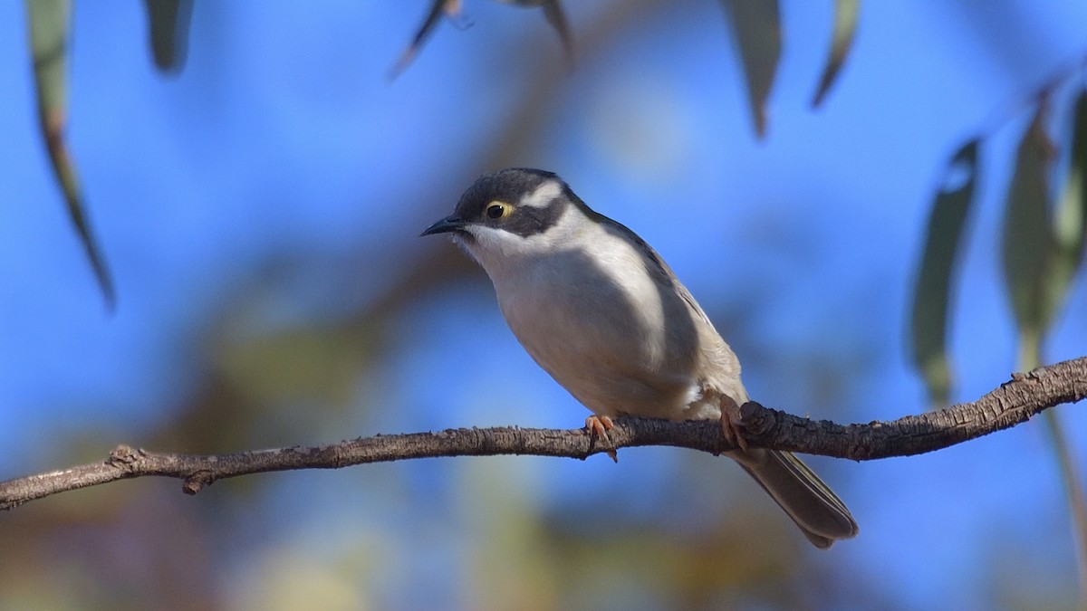 Brown-headed Honeyeater - ML619332351