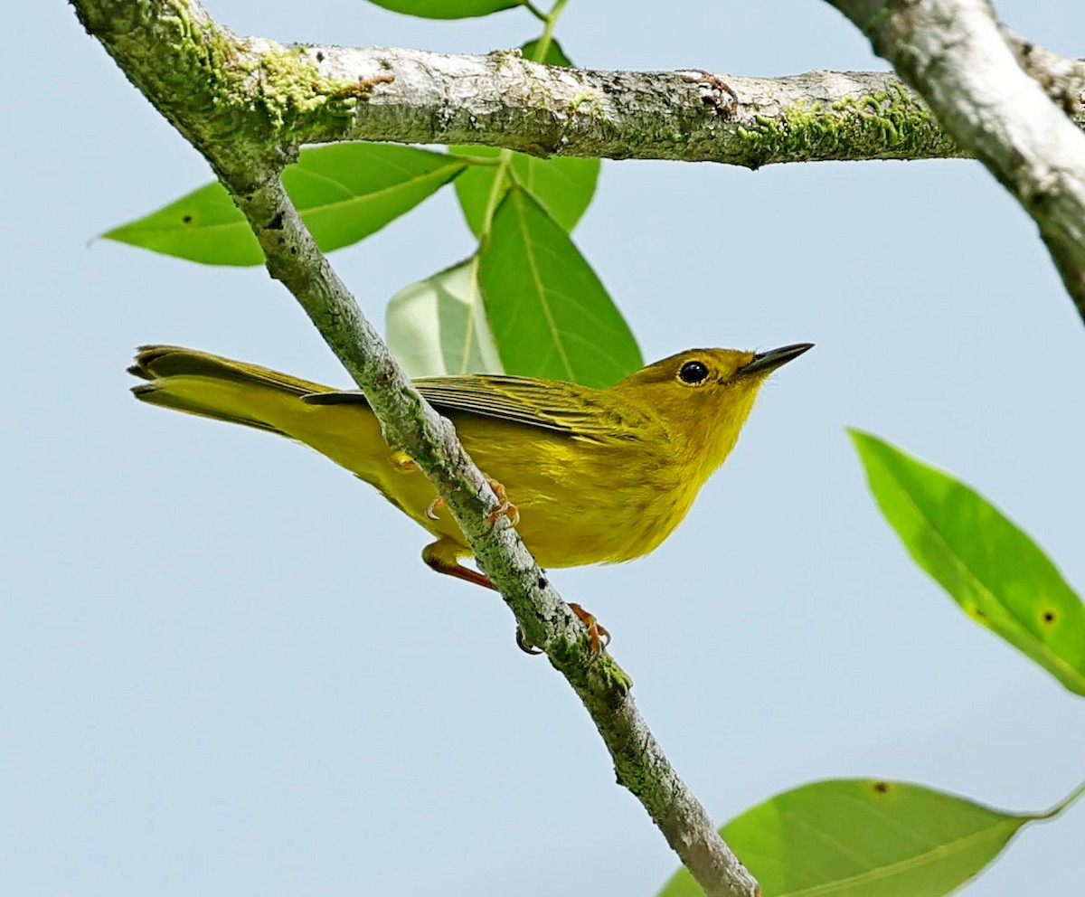 Yellow Warbler (Golden) - Maciej  Kotlarski