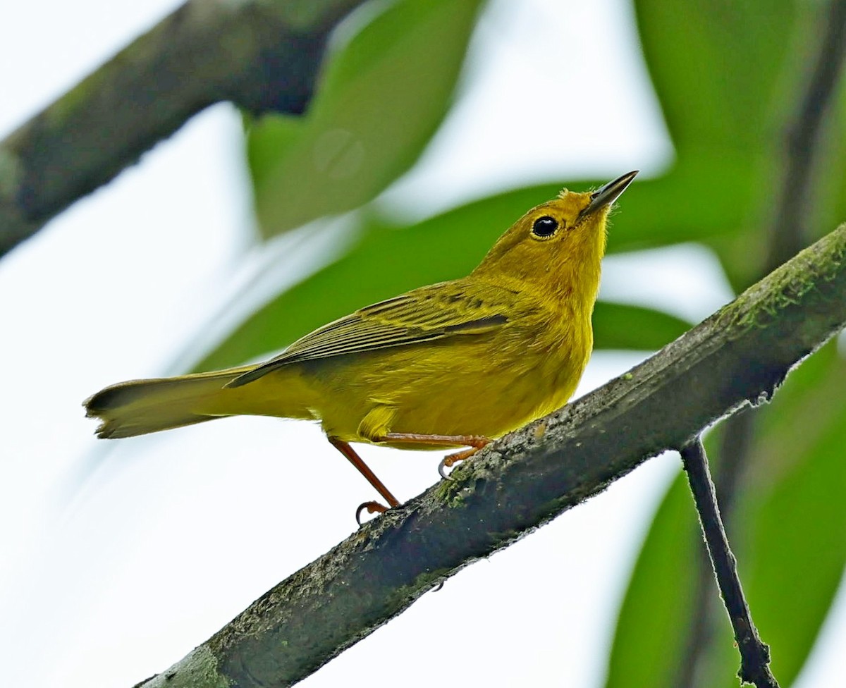 Yellow Warbler (Golden) - Maciej  Kotlarski