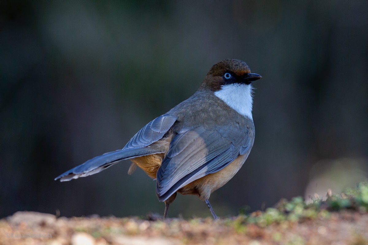 White-throated Laughingthrush - Esmail Samiwala