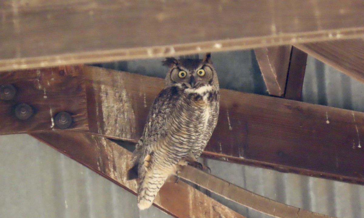 Great Horned Owl - Petra Clayton