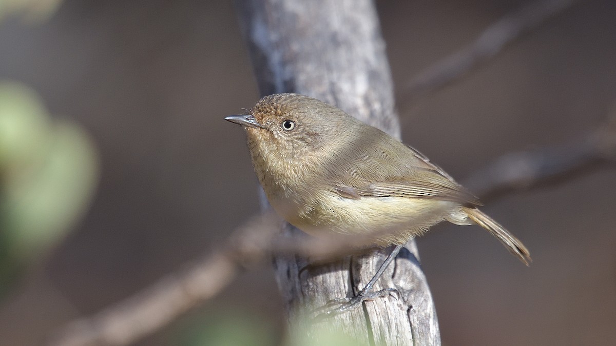 Western Thornbill - Elaine Rose