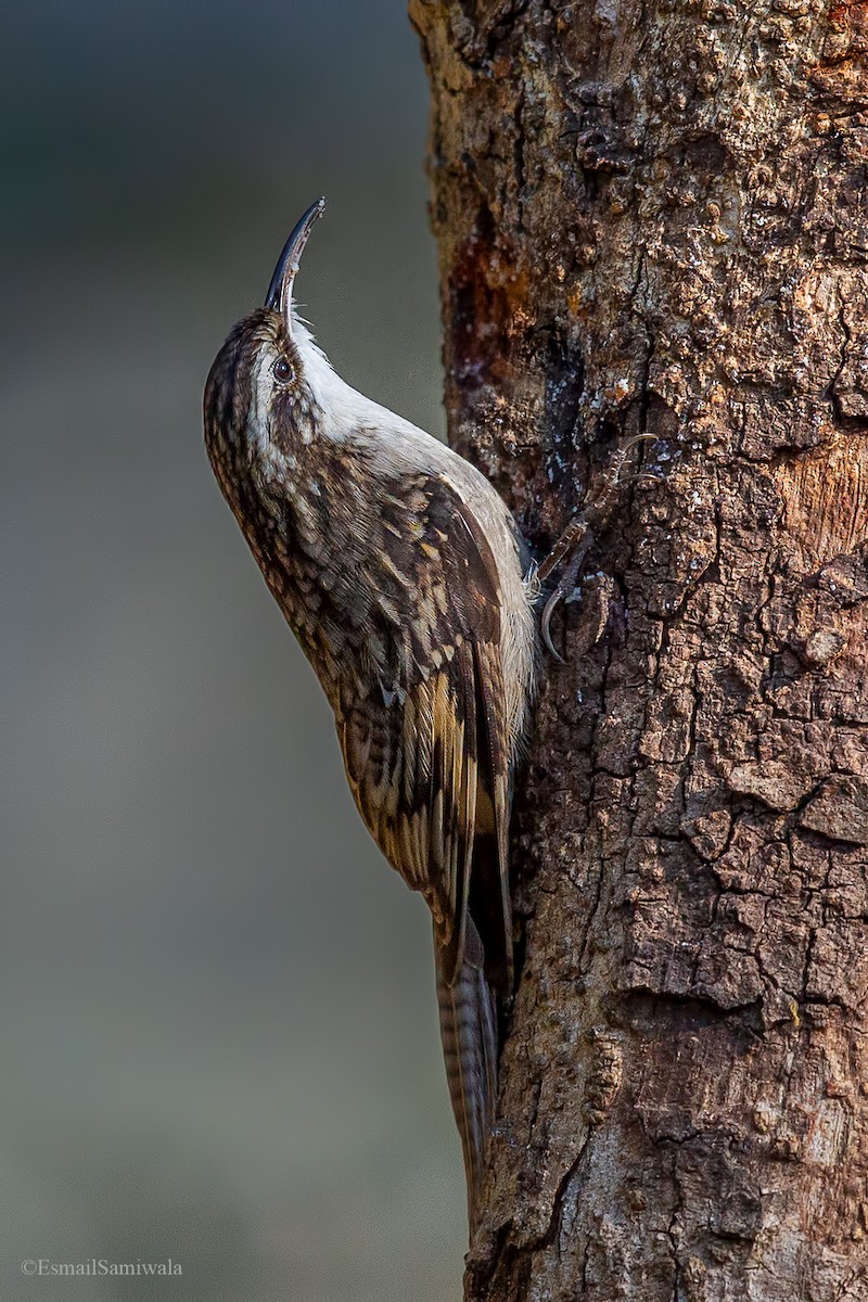 Bar-tailed Treecreeper - Esmail Samiwala