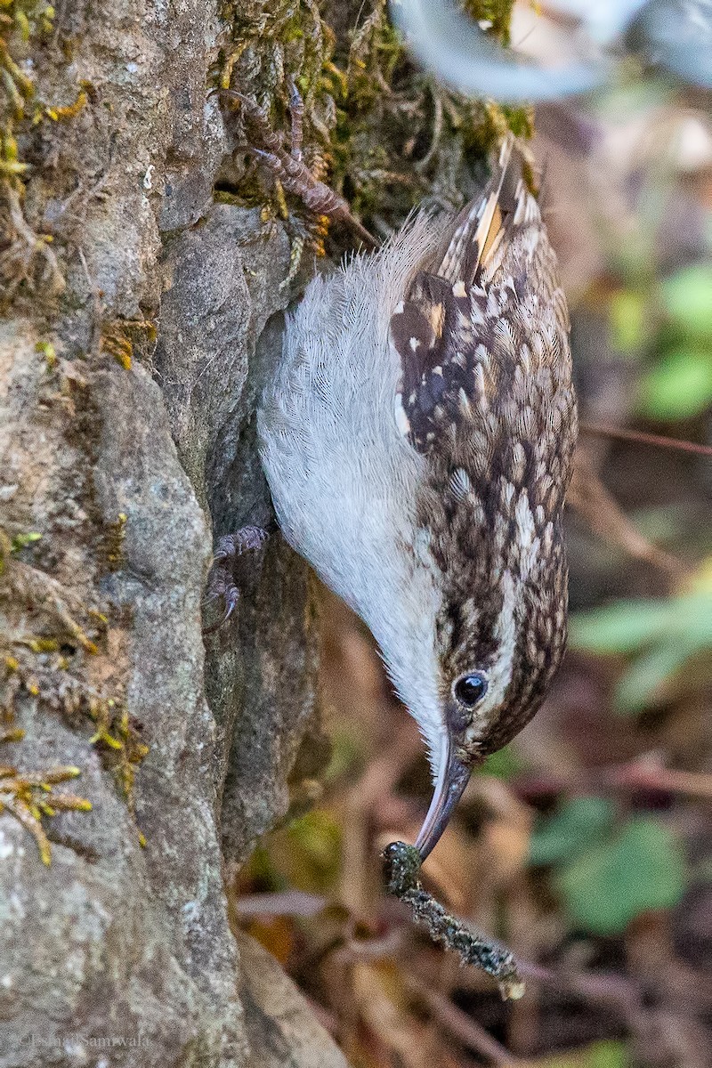 Bar-tailed Treecreeper - Esmail Samiwala