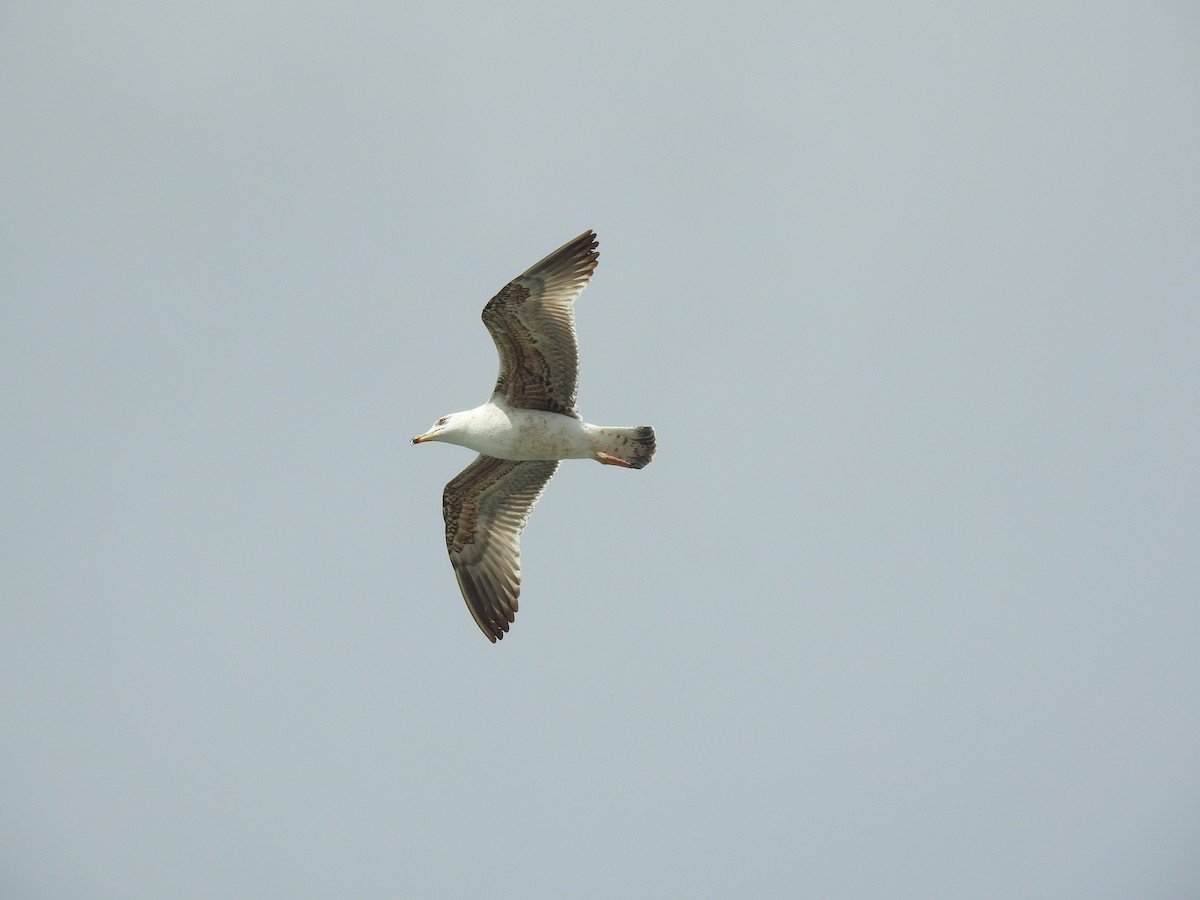 Yellow-legged Gull - ML619332388