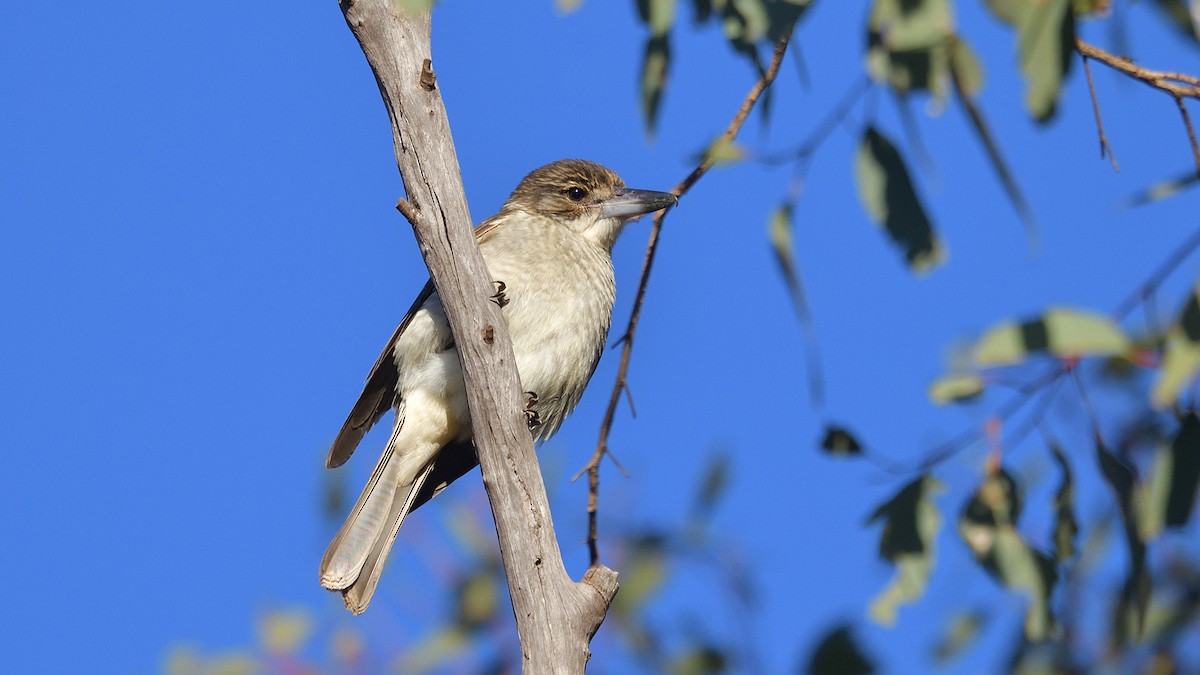 Gray Butcherbird - ML619332391