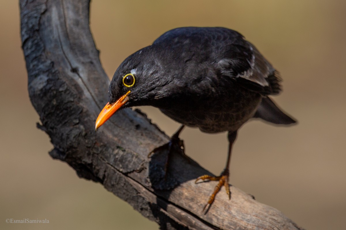 Gray-winged Blackbird - Esmail Samiwala