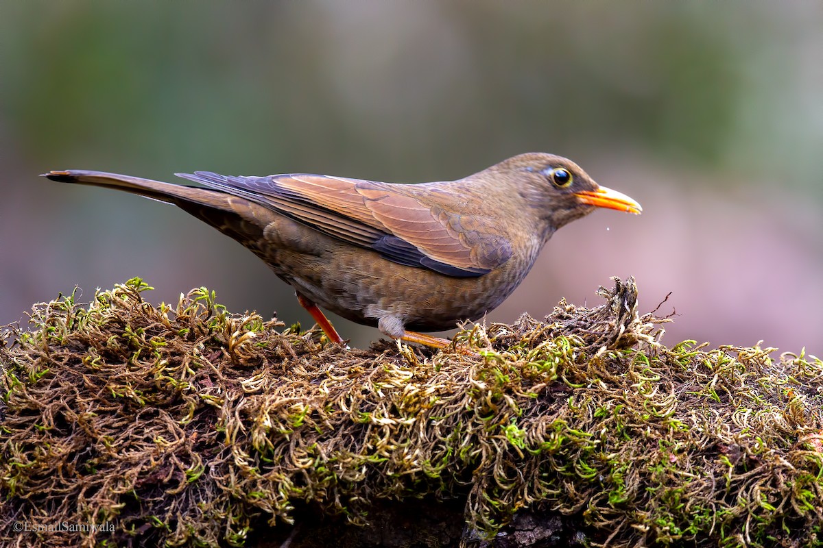 Gray-winged Blackbird - Esmail Samiwala