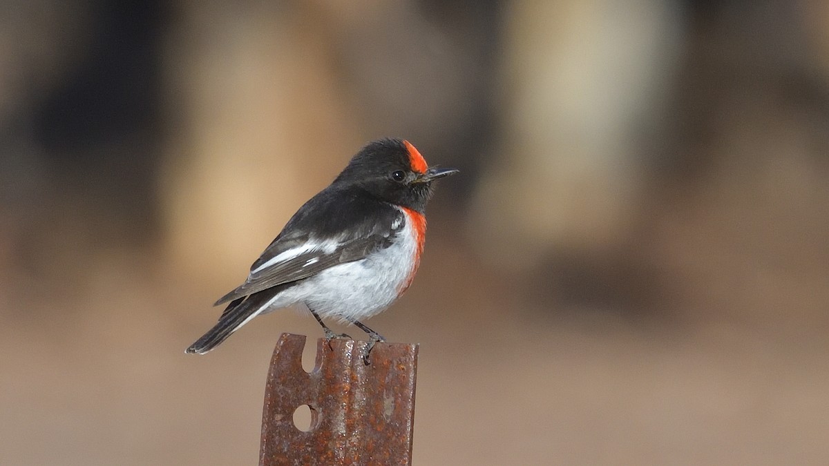 Red-capped Robin - Elaine Rose