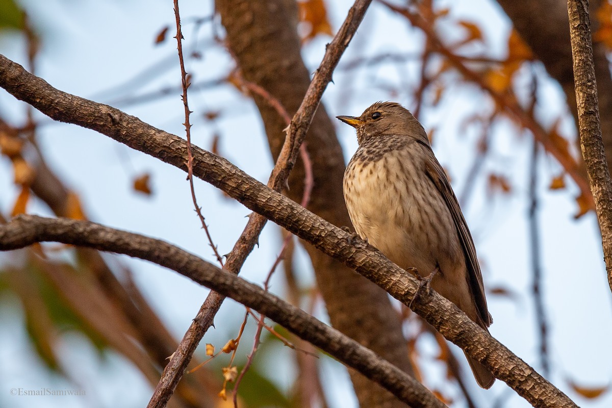 Black-throated Thrush - Esmail Samiwala