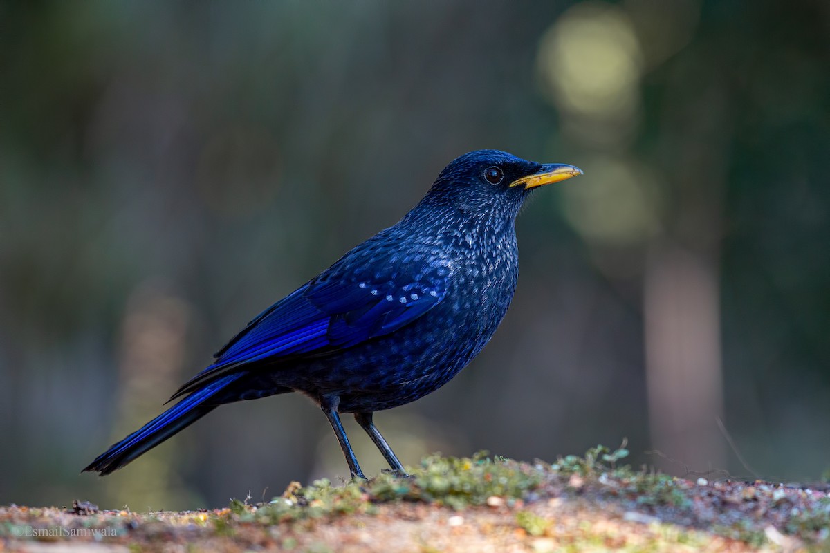 Blue Whistling-Thrush - Esmail Samiwala