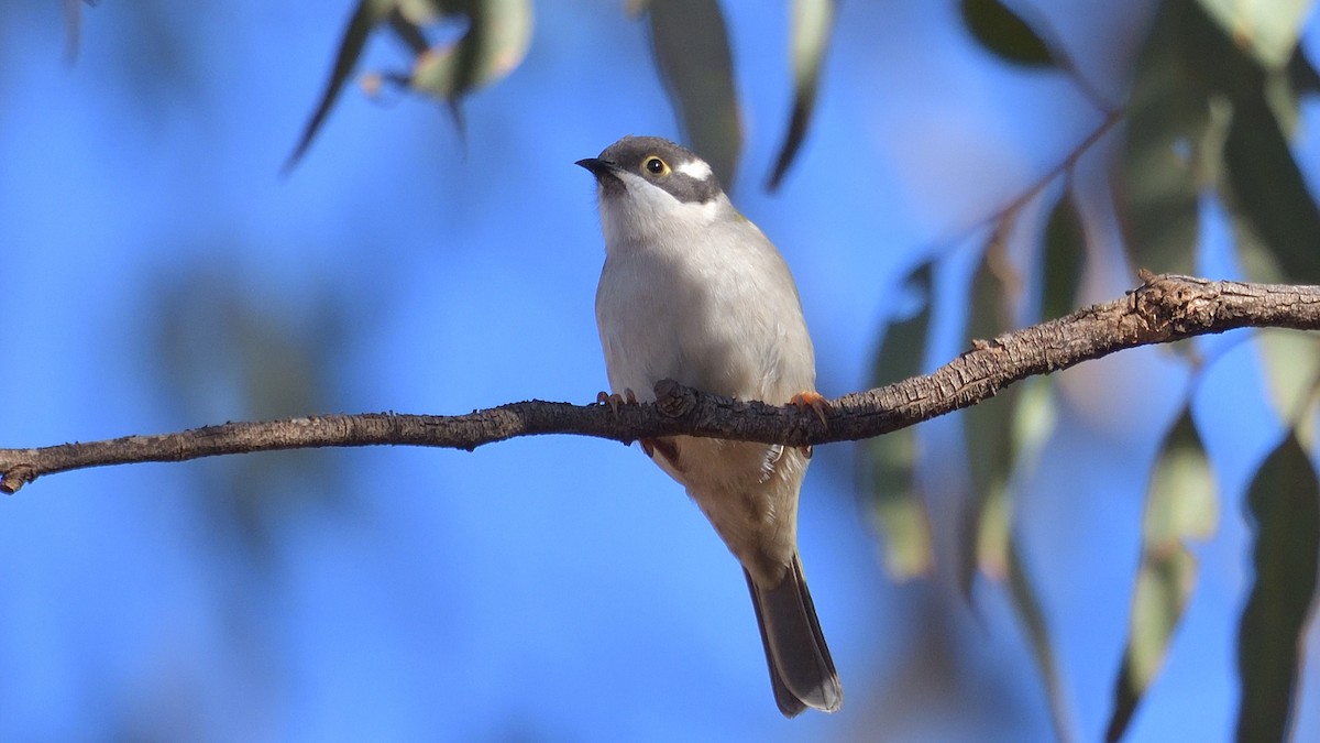 Brown-headed Honeyeater - ML619332431