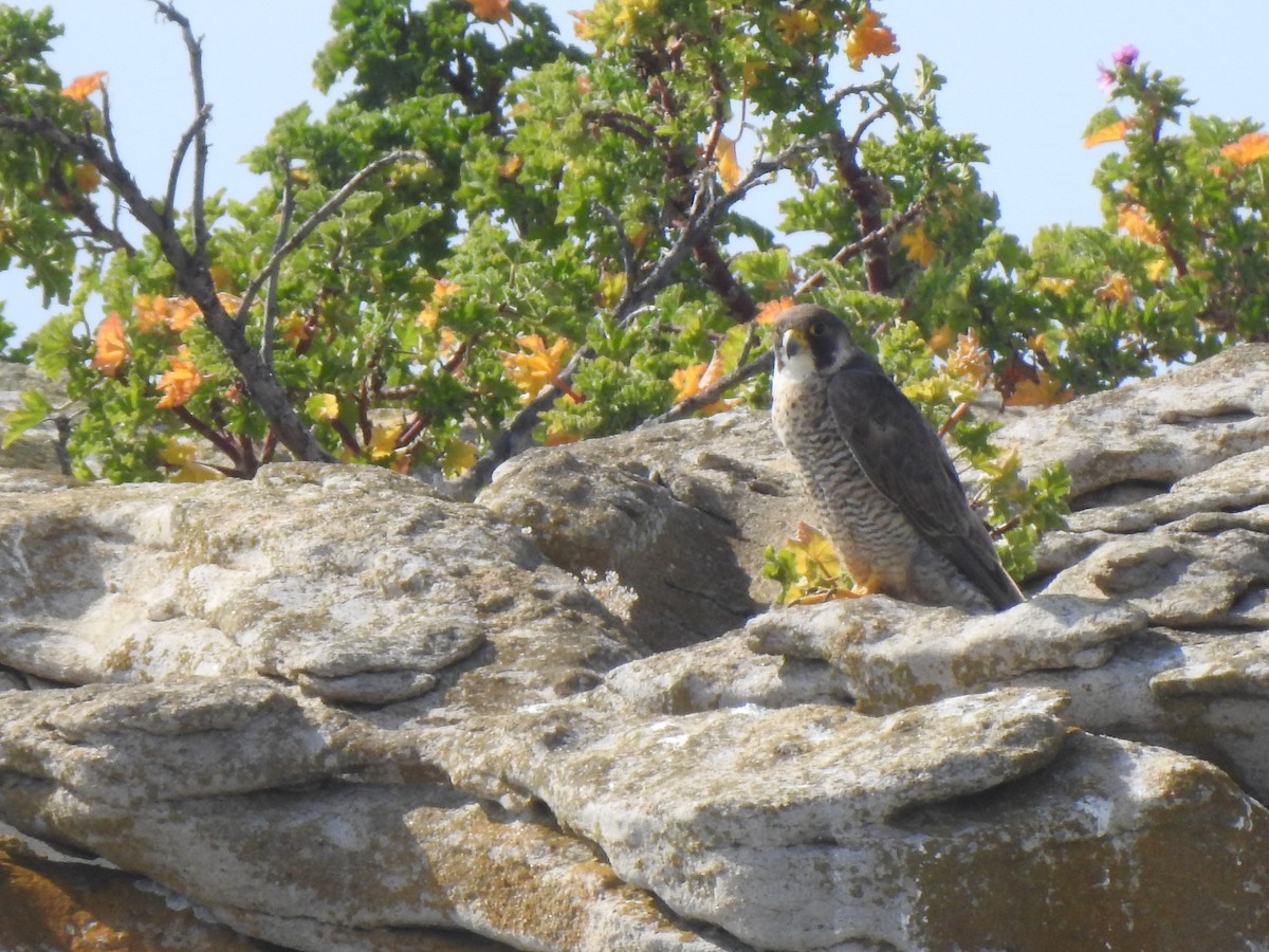 Peregrine Falcon - ML619332433