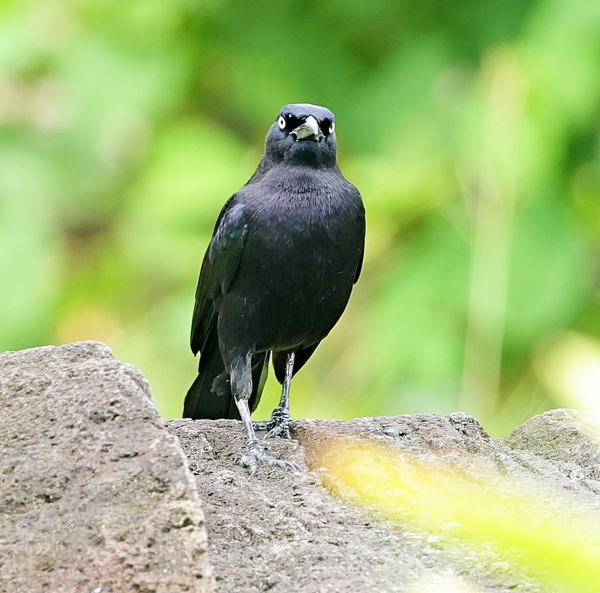 Carib Grackle - Maciej  Kotlarski