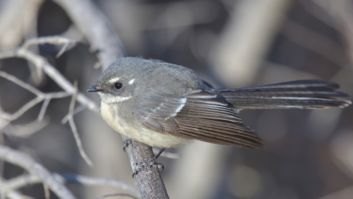 Gray Fantail - Elaine Rose