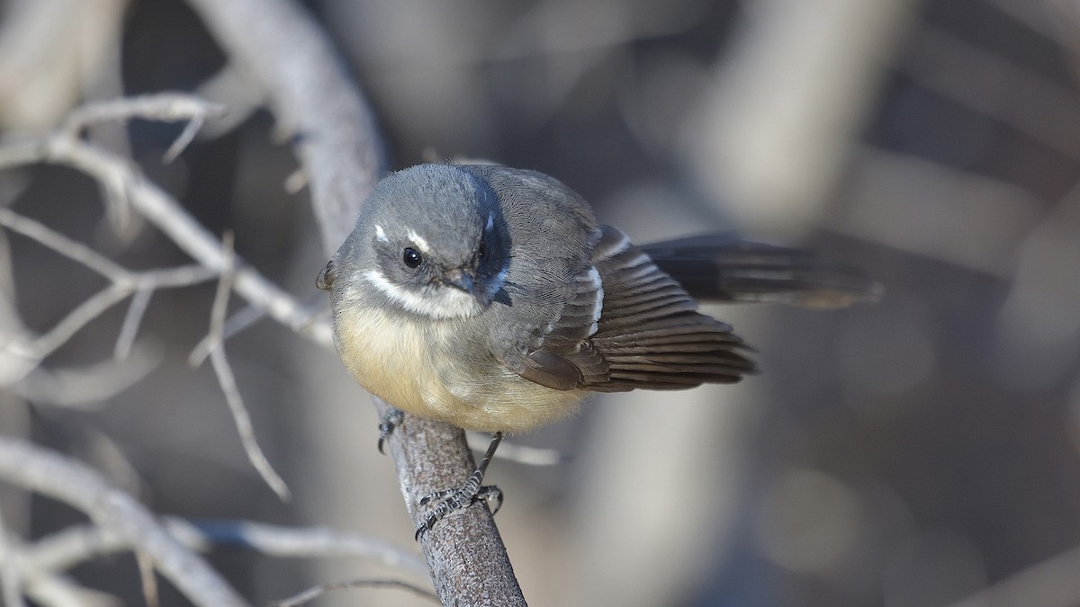 Gray Fantail - Elaine Rose