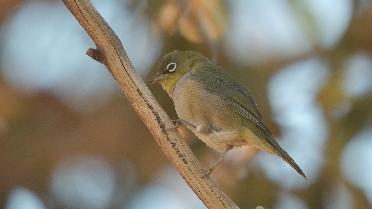 Silvereye - ML619332452