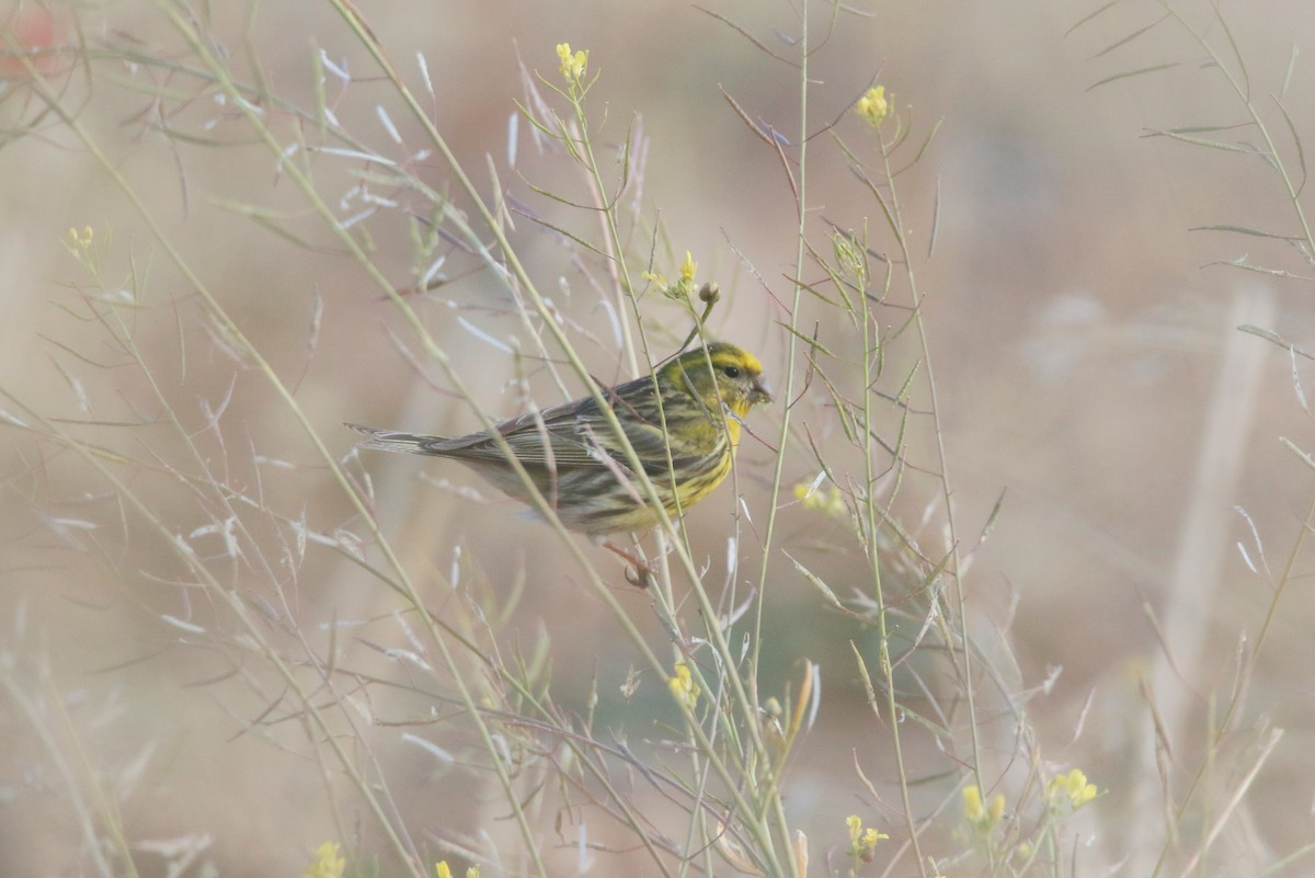 European Serin - David Pérez