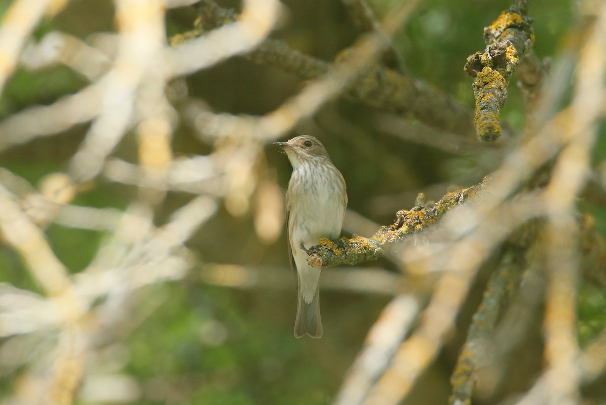 Spotted Flycatcher - David Pérez