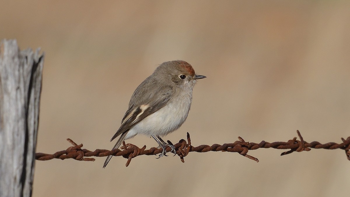 Red-capped Robin - ML619332467