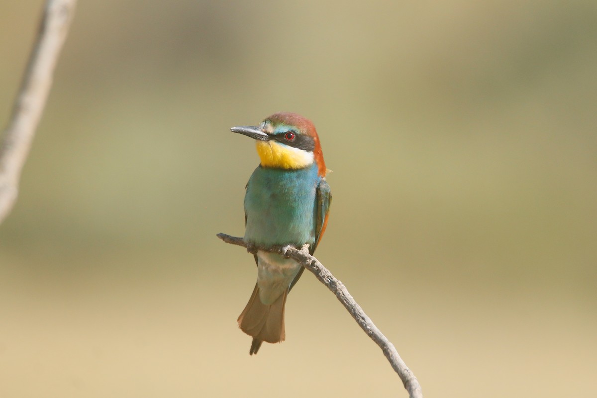 European Bee-eater - David Pérez