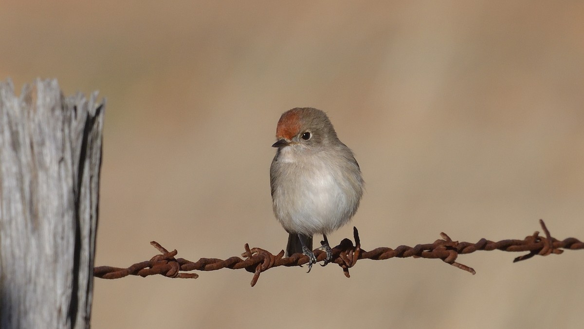 Red-capped Robin - ML619332482