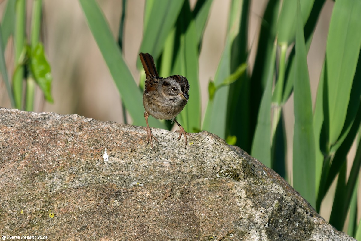 Swamp Sparrow - Pierre Pesant