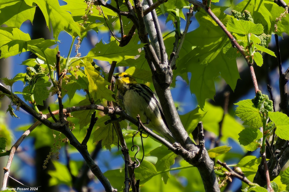 Black-throated Green Warbler - Pierre Pesant