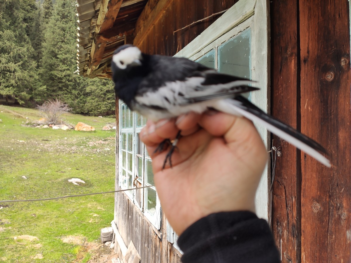 White Wagtail - Andrey Averin