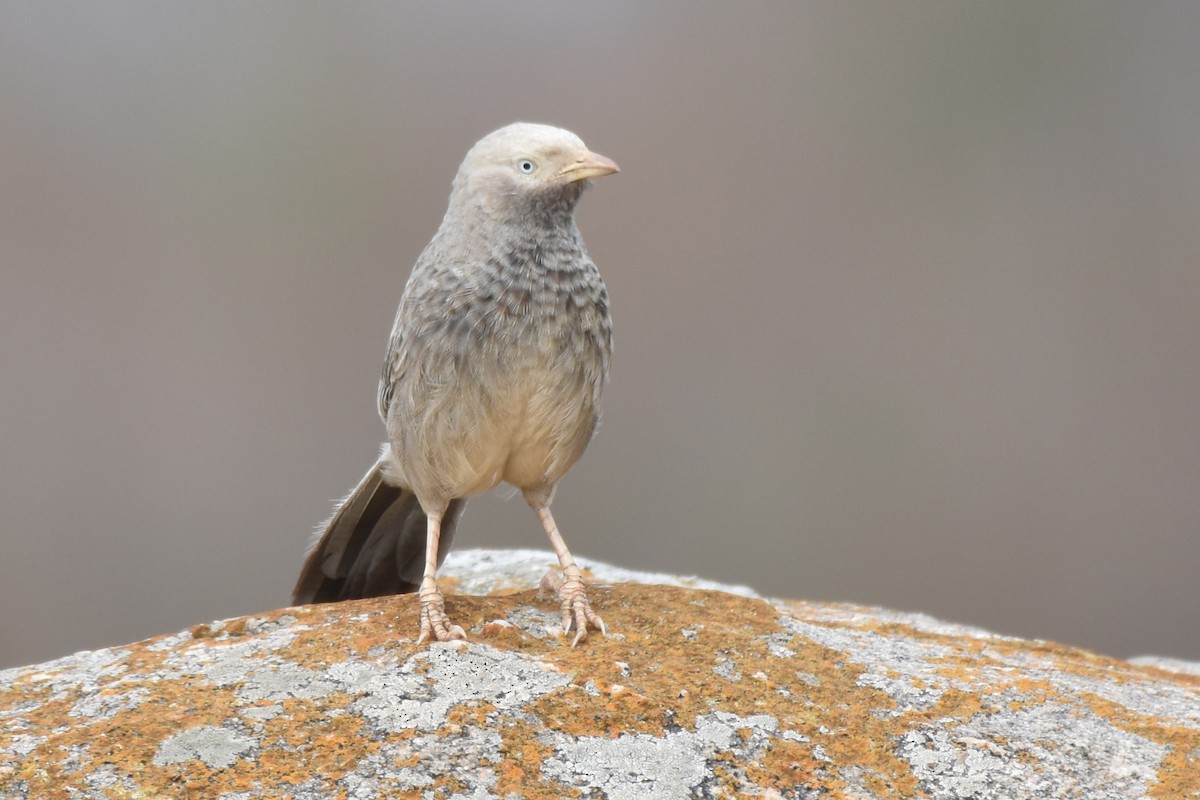 Yellow-billed Babbler - ML619332513