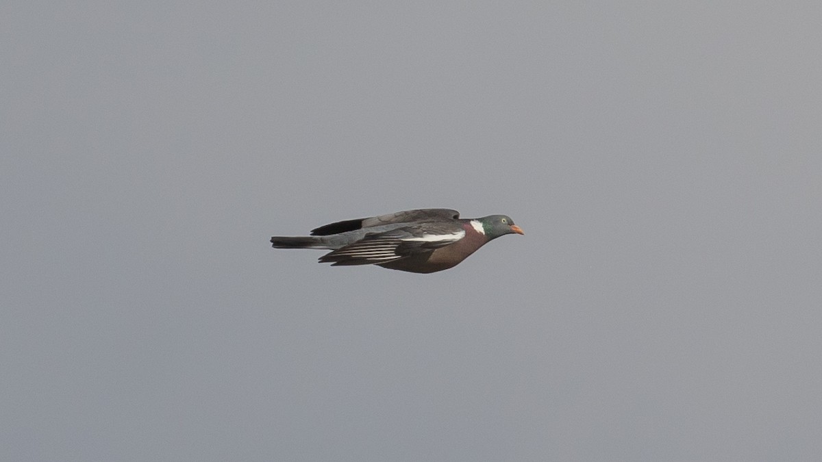 Common Wood-Pigeon - Milan Martic