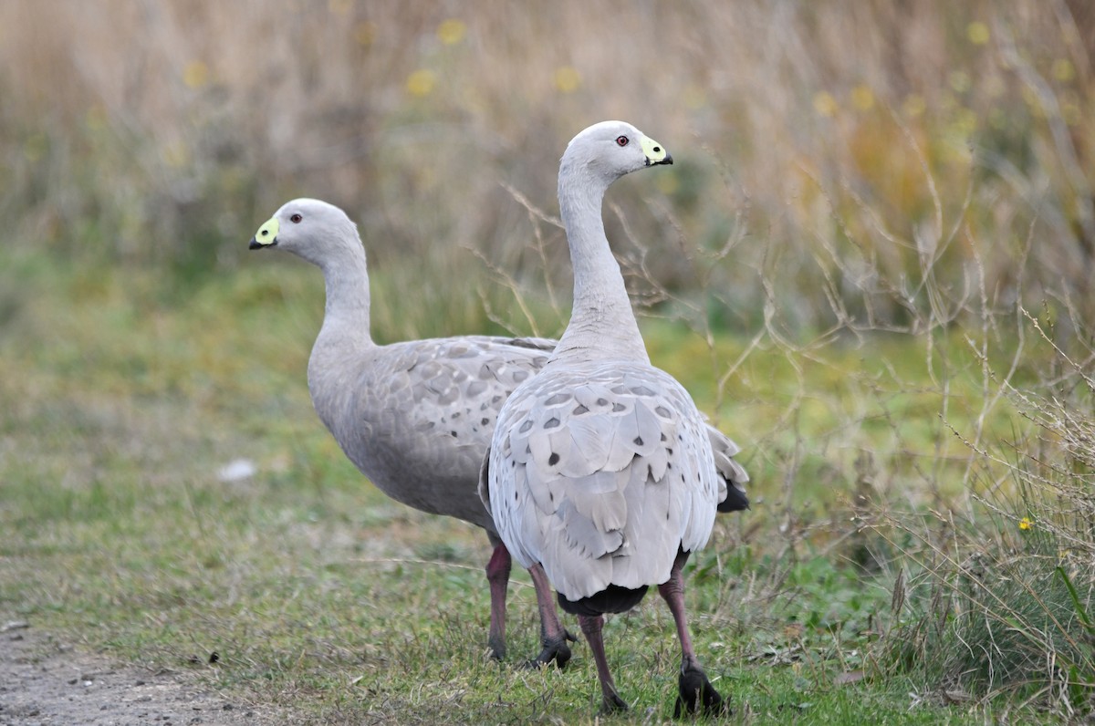 Cape Barren Goose - Susan Kruss
