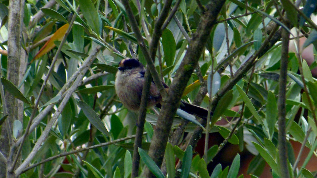 Long-tailed Tit - Pedro Lisana