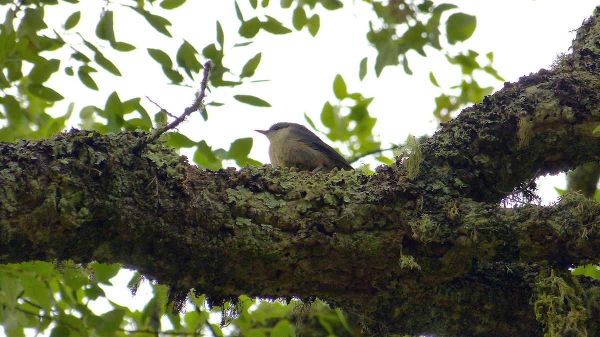 Eurasian Nuthatch - Pedro Lisana