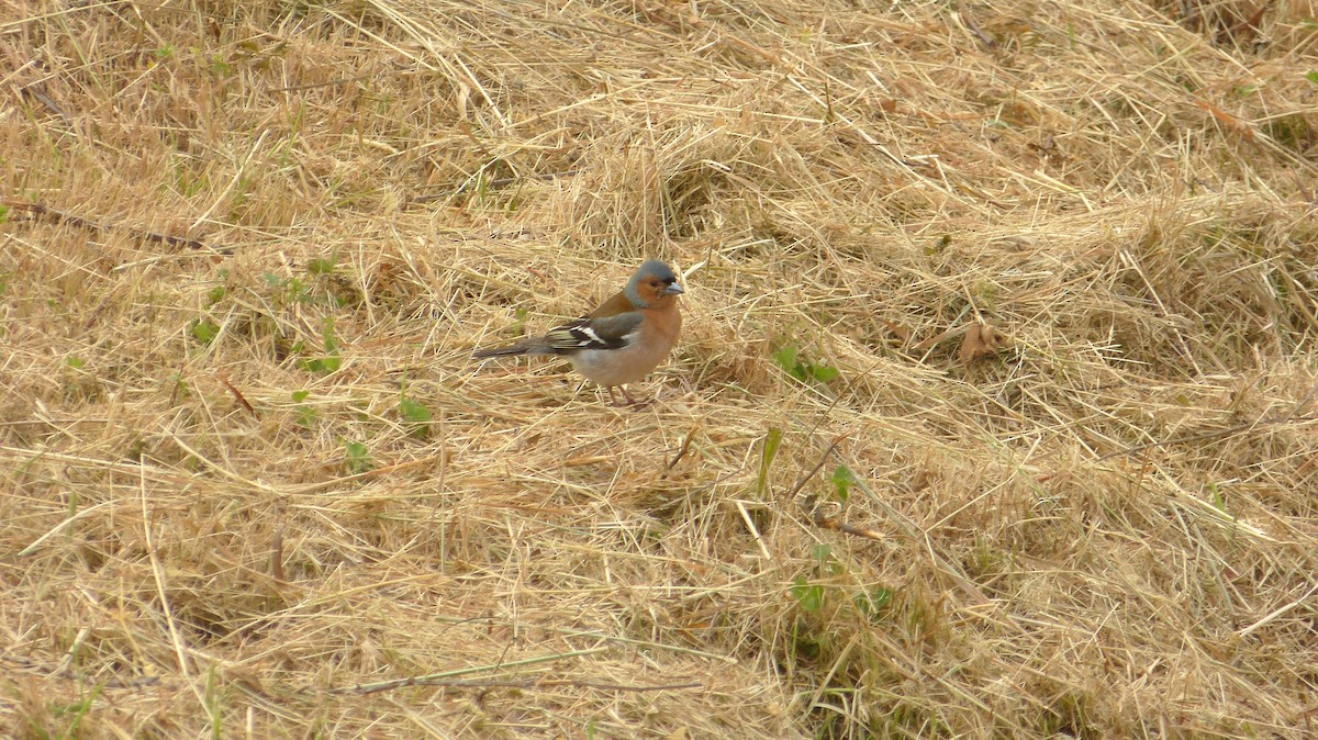 Common Chaffinch - Pedro Lisana