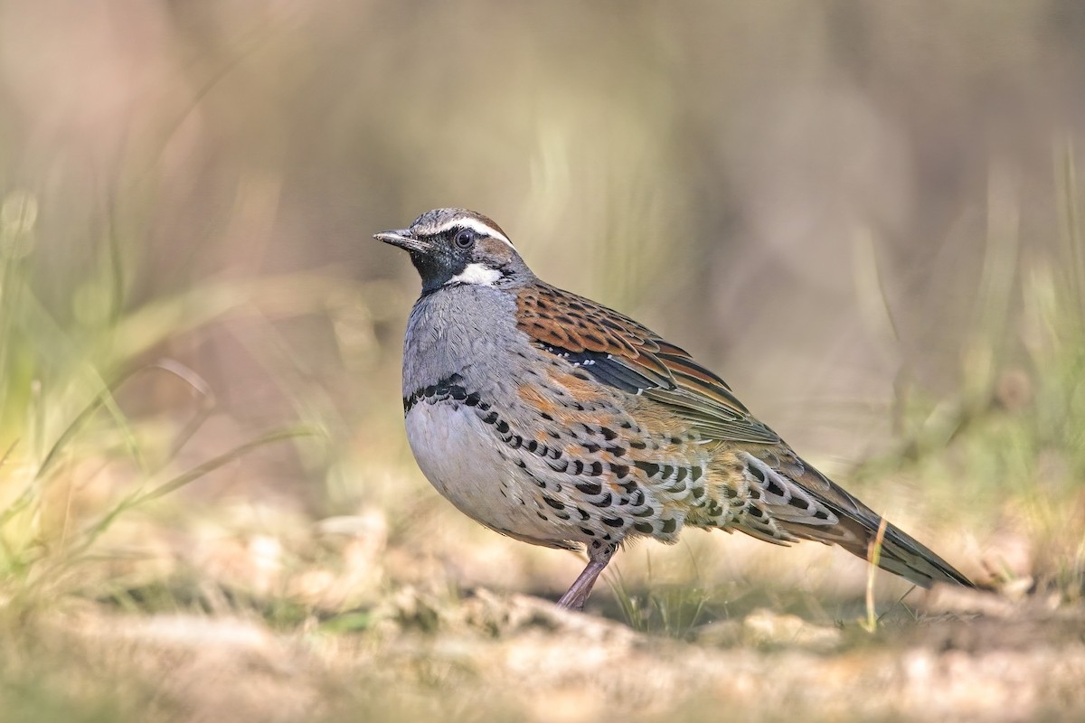 Spotted Quail-thrush - Veeraj Sharma