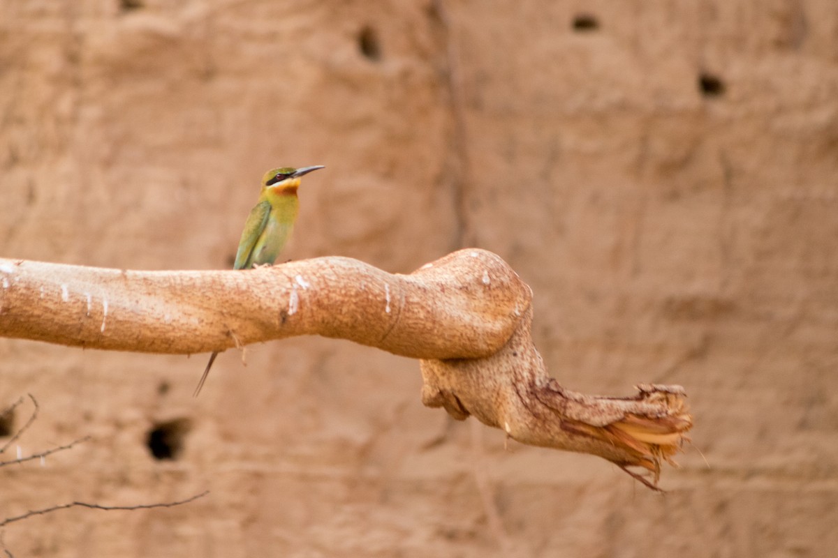 Blue-tailed Bee-eater - Bhavik Dutt