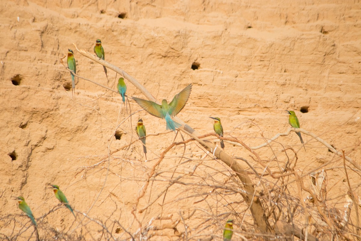 Blue-tailed Bee-eater - ML619332587