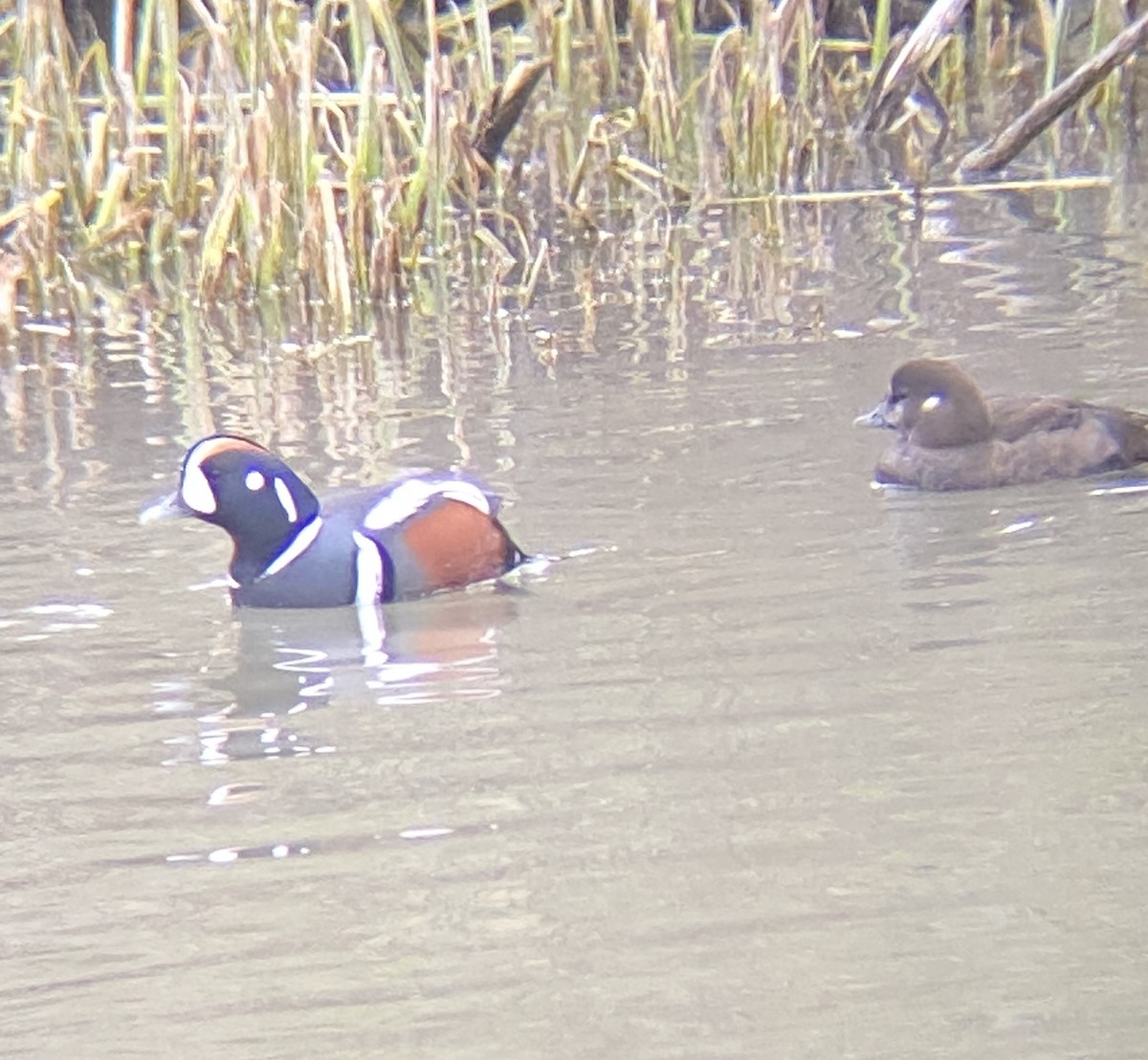 Harlequin Duck - T A