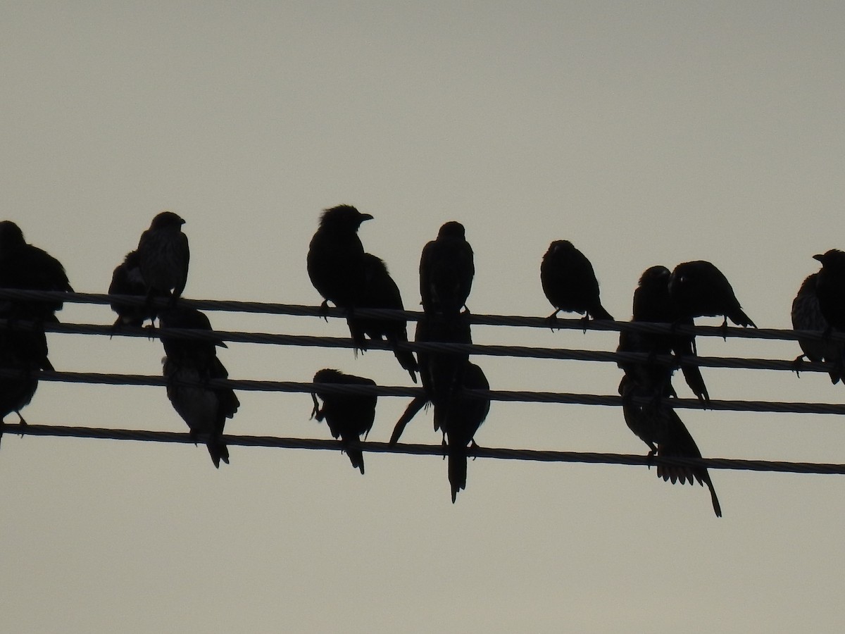 Metallic Starling - Monica Mesch