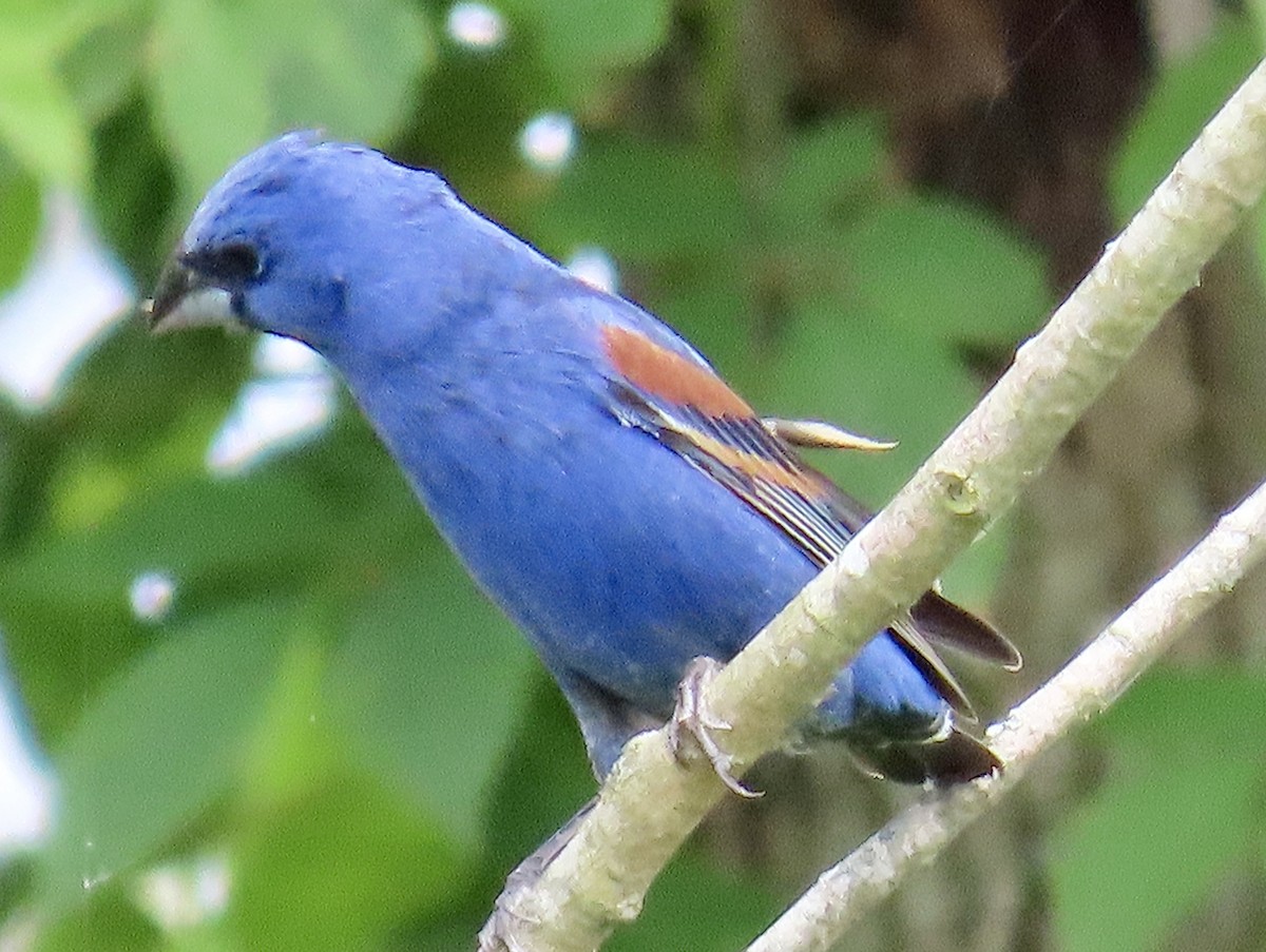 Blue Grosbeak - Tom & Anna Leith