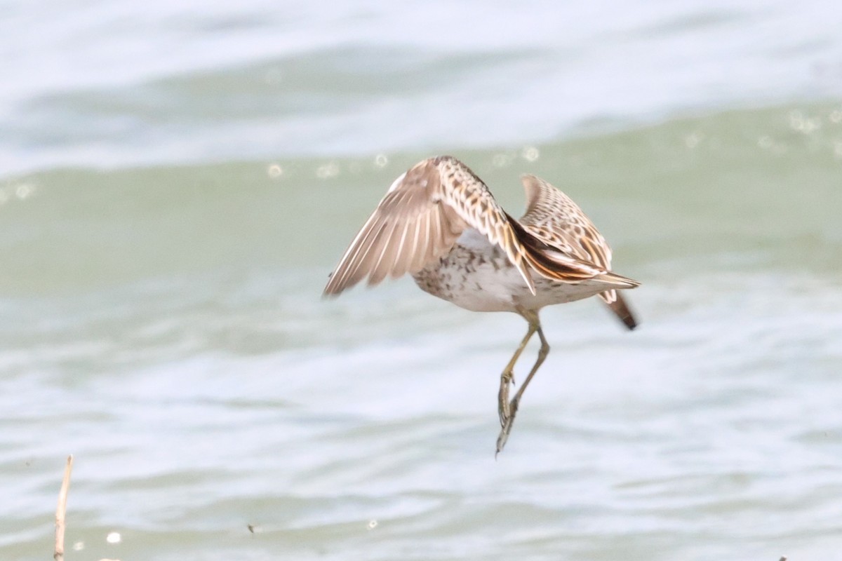 Sharp-tailed Sandpiper - ML619332631