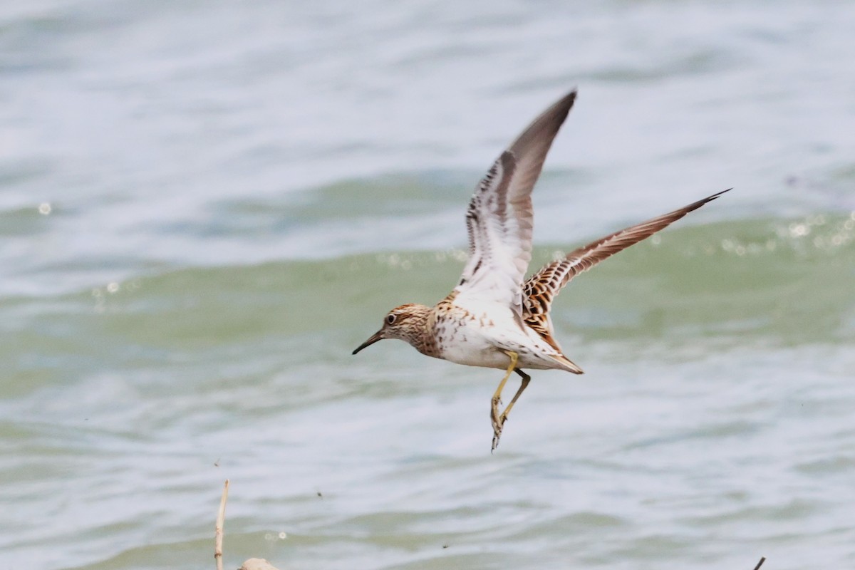 Sharp-tailed Sandpiper - Mei-Luan Wang