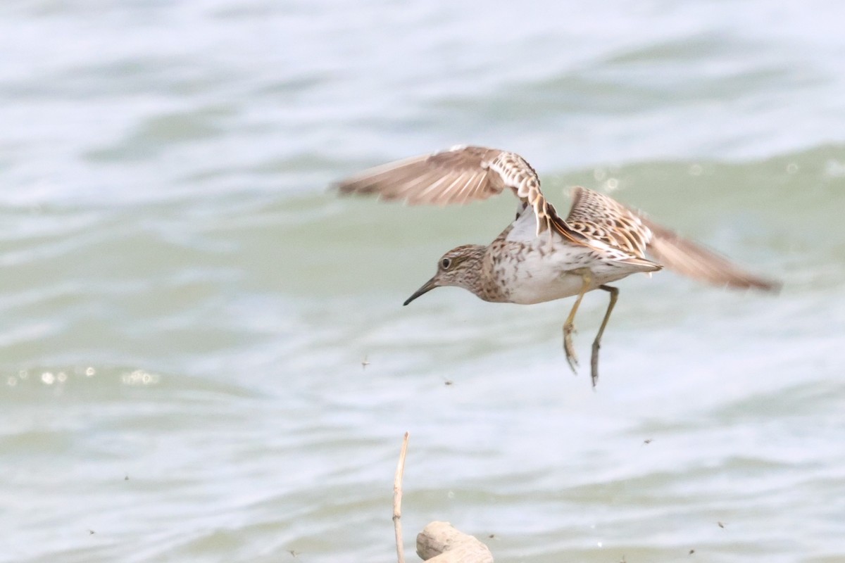 Sharp-tailed Sandpiper - Mei-Luan Wang