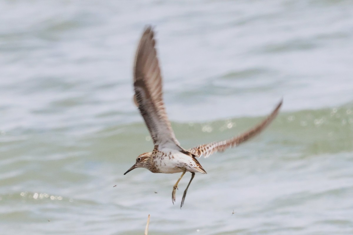 Sharp-tailed Sandpiper - ML619332635