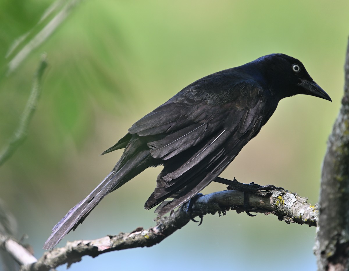 Common Grackle - Louis Lemay