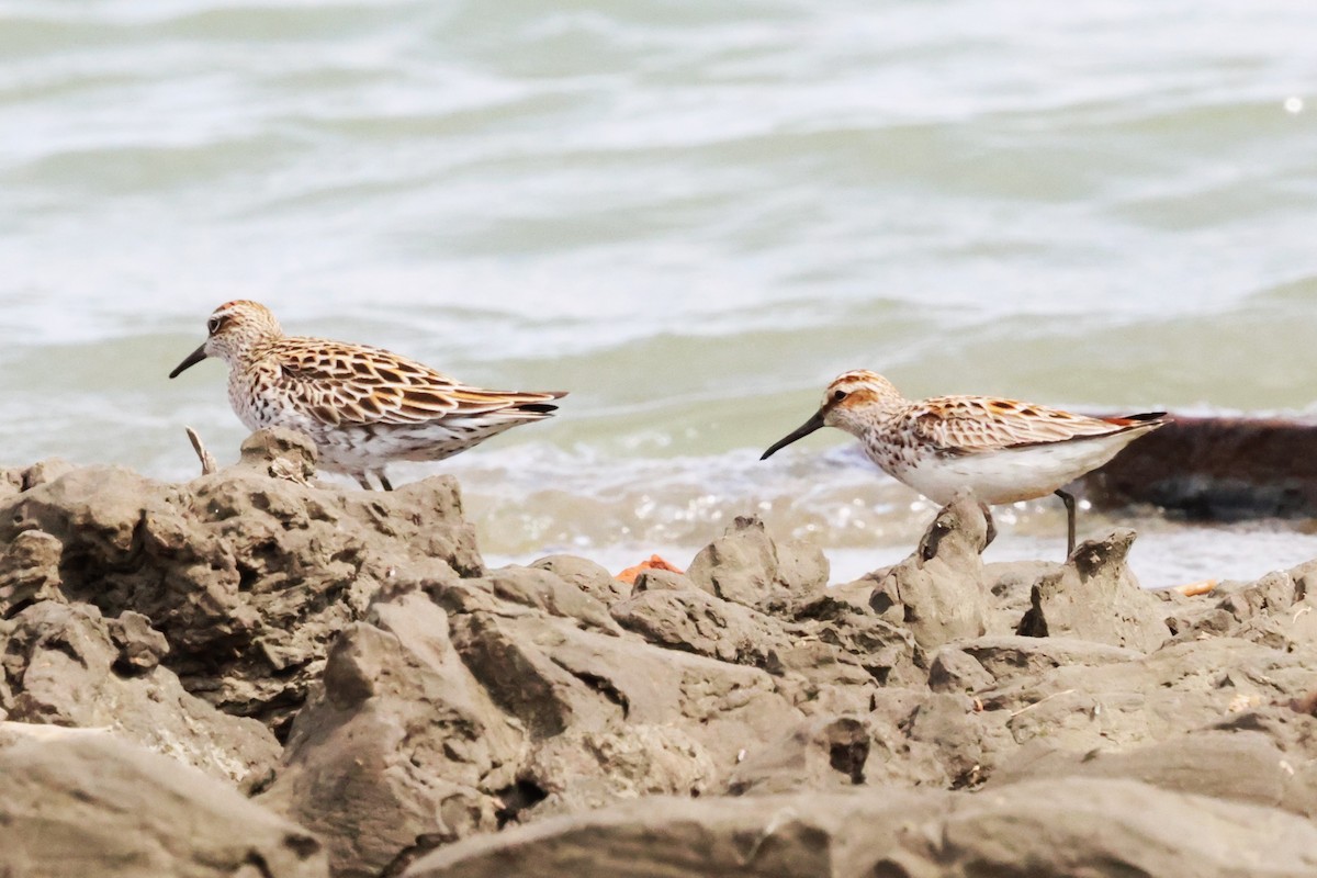 Broad-billed Sandpiper - Mei-Luan Wang